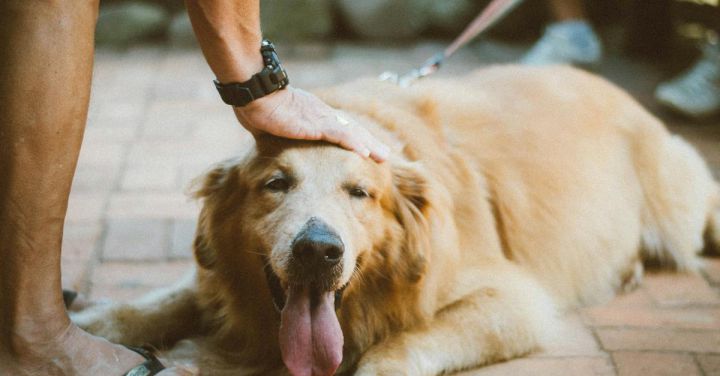 Pet Care - Person Touching Golden Retriever