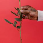 Gift Ideas - Person Holding Red Rose Flower