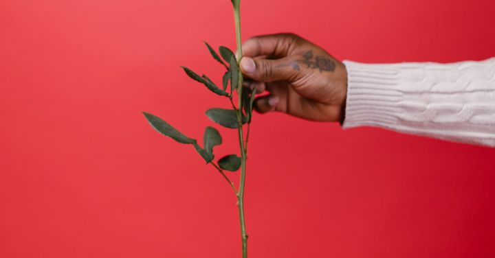 Gift Ideas - Person Holding Red Rose Flower