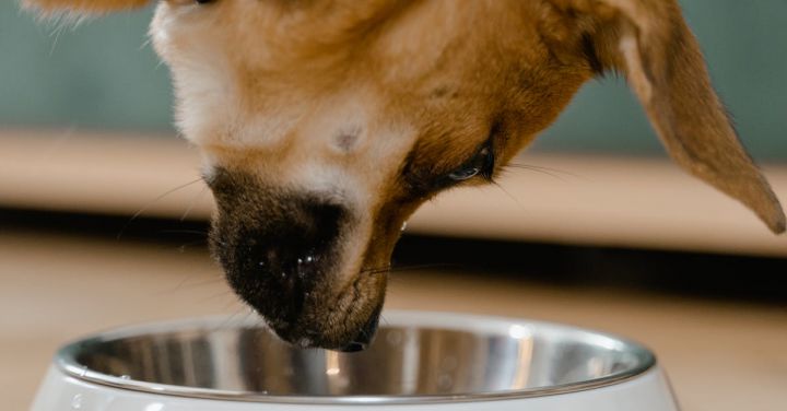 Pet Care - A Dog Eating on a Pet Bowl