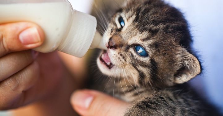 Pet Care - Close-Up Photo of Person Feeding a Kitten