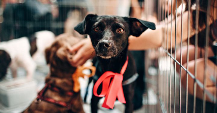 Pet Care - Photo of Black Puppy